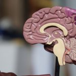 A detailed model of a human brain illustrating its anatomical structures.
