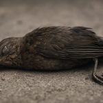 A dead bird lying on the ground, showcasing detailed feathers and a natural pose.